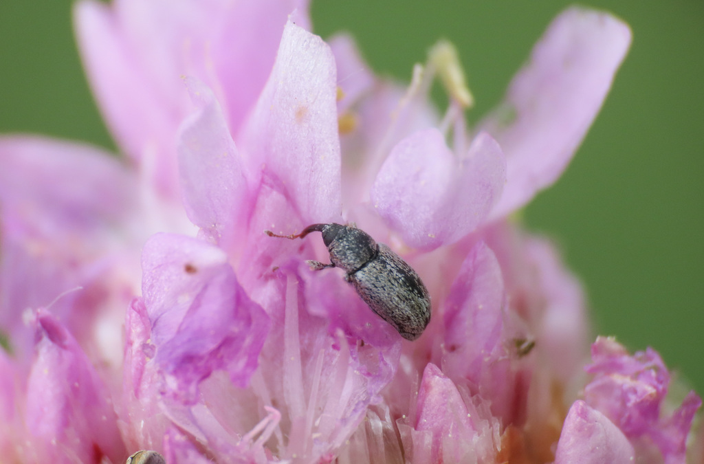 Golden Keyhole Weevil