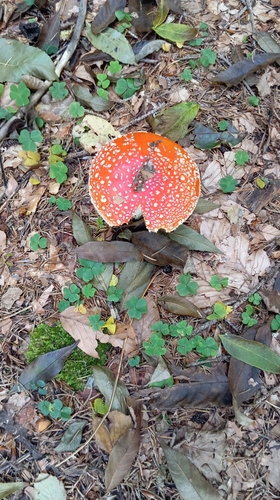 Fly Agaric