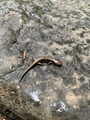 Plethodon dunni
