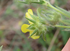 Potentilla pedata