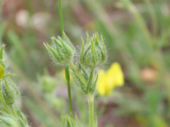 Potentilla pedata