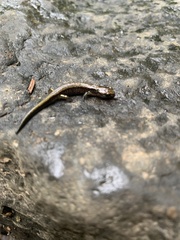 Plethodon dunni
