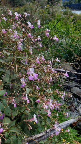 Kashmir Balsam