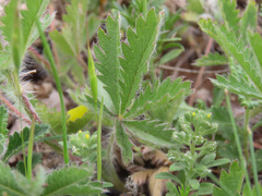 Potentilla pedata