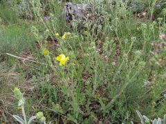Potentilla pedata