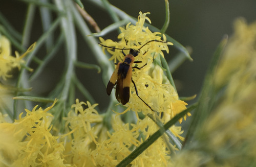 Colorado Soldier Beetle