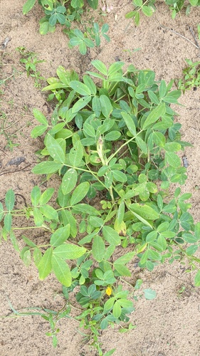 Arachis hypogaea observed 2026-10-11