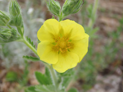 Potentilla pedata