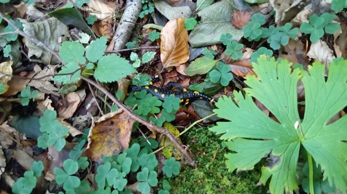 Fire Salamander