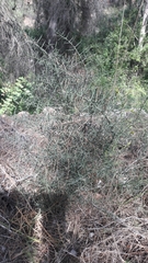 Asparagus horridus