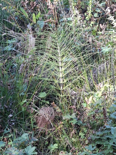 great horsetail