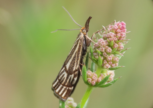Crambus rayé des coteaux