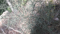 Asparagus horridus