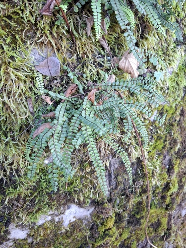 maidenhair spleenwort