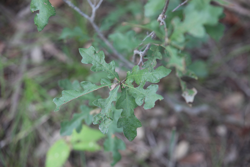 Quercus sinuata observed 2026-10-12
