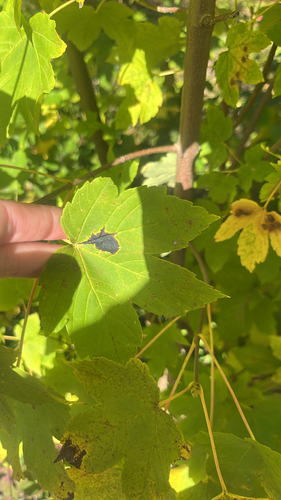 Black Tar Spot