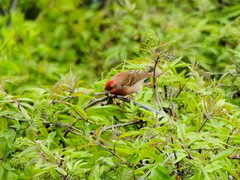 Carpodacus erythrinus