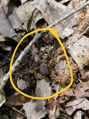 Apterodela unipunctata