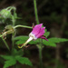 Reflexed Crane's-Bill - Photo (c) Emanuele Santarelli, some rights reserved (CC BY-SA), uploaded by Emanuele Santarelli