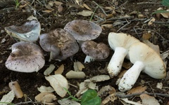 Russula grisea