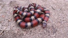 Lampropeltis gentilis