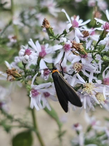 Yellow-collared Scape Moth