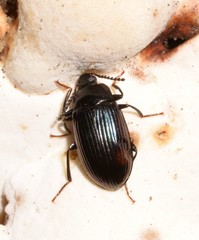 Ceropria peregrina