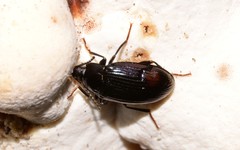 Ceropria peregrina