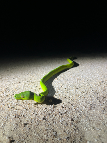 Morelia viridis observed 2026-10-08