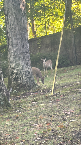 White-tailed Deer