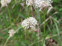 Plantago argentea