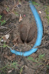 Sus scrofa domesticus