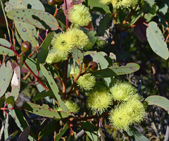 Eucalyptus preissiana
