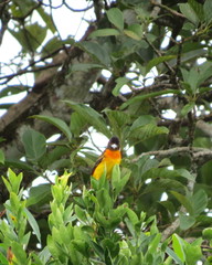 Ramphocelus flammigerus flammigerus