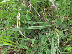 Plantago argentea