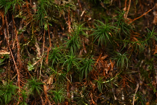 Polytrichastrum alpinum observed 2026-10-06