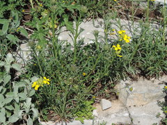 Erysimum maremmanum