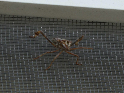 Western Conifer Seed Bug