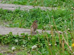 Zonotrichia albicollis