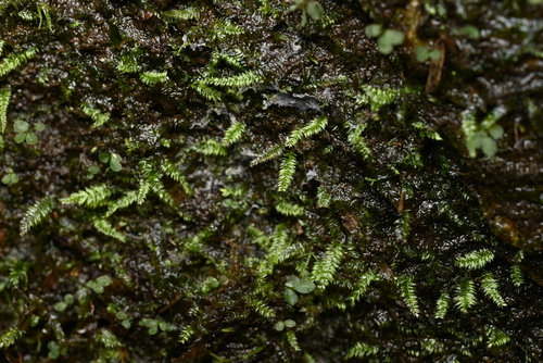 Isopterygium observed 2026-10-06