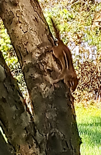 Eastern Chipmunk