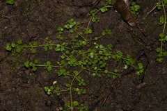 Callitriche muelleri