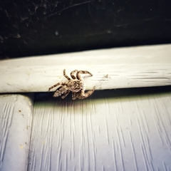 Platycryptus undatus