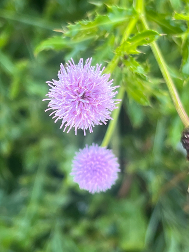creeping thistle
