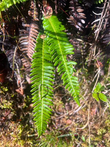deer fern