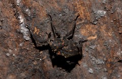Paleticus subereus