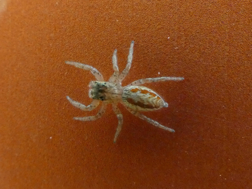 Dimorphic Jumping Spider