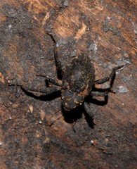 Paleticus subereus