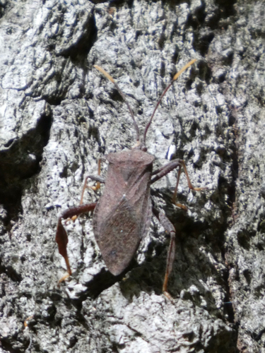 Acanthocephala terminalis
