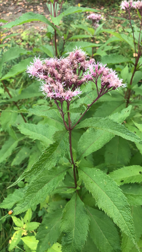 Eutrochium maculatum, 2026-10-12